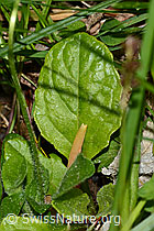Gänseblümchen (Bellis perennis) (C328979)