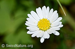 Gänseblümchen (Bellis perennis) (C328980)