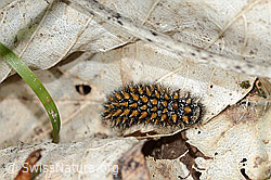 Wachtelweizen-Scheckenfalter Raupe (Melitaea athalia) (C329130)