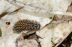 Wachtelweizen-Scheckenfalter Raupe (Melitaea athalia) (C329131)