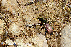 Kupferfarbener Buntgrabläufer (Poecilus cupreus) (C329198)