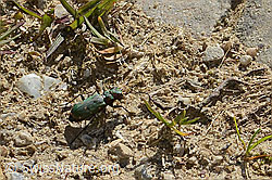 Cicindela campestris (C329201)