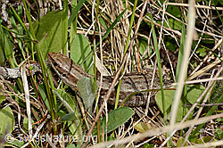 C329202: Waldeidechse (Zootoca vivipara)