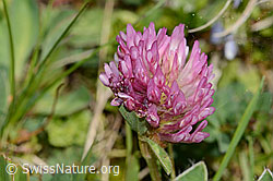 C329267: Rot-Klee (Trifolium pratense)