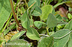 C329268: Rot-Klee (Trifolium pratense)