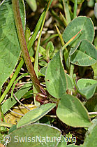 C329269: Rot-Klee (Trifolium pratense)