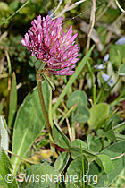 C329274: Rot-Klee (Trifolium pratense)