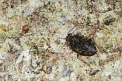 C329625: Gemeiner Hüpferling (Saldula saltatoria)