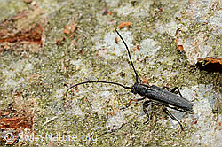 Zylindrischer Walzenhalsbock (Phytoecia cylindrica) (C329655)
