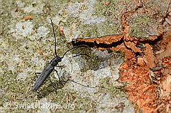 Zylindrischer Walzenhalsbock (Phytoecia cylindrica) (C329657)