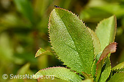 Berberis vulgaris (C330108)