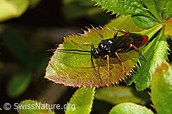 C330114: Amblyjoppa fuscipennis (Schlupfwespe) auf Gewöhnlicher Berberitze (Berberis vulgaris)