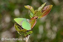 Brombeer-Zipfelfalter (Callophrys rubi) auf Gewöhnlicher Berberitze (Berberis vulgaris) (C330117)
