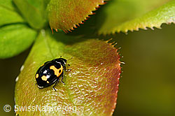 C330119: Alpen-Marienkäfer (Ceratomegilla alpina) auf Gewöhnliche Berberitze (Berberis vulgaris)