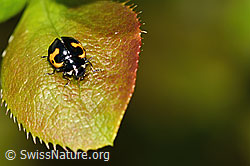 C330120: Alpen-Marienkäfer (Ceratomegilla alpina) auf Gewöhnliche Berberitze (Berberis vulgaris)