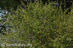 Berberis vulgaris (C330126)