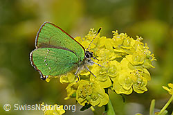 Zypressen-Wolfsmilch (Euphorbia cyparissias)
