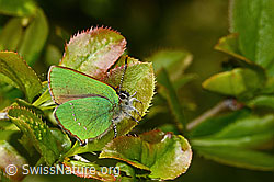 Brombeer-Zipfelfalter (Callophrys rubi) auf Gewöhnlicher Berberitze (Berberis vulgaris) (C330184)
