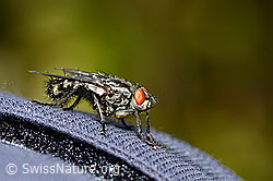 Graue Fleischfliege (Sarcophaga carnaria) (C330194)
