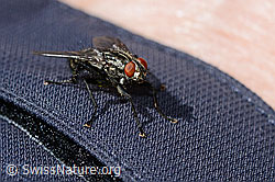 Graue Fleischfliege (Sarcophaga carnaria) (C330196)