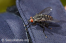 Graue Fleischfliege (Sarcophaga carnaria) (C330199)
