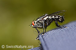 Graue Fleischfliege (Sarcophaga carnaria) (C330201)