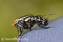 Graue Fleischfliege (Sarcophaga carnaria) (C330202)