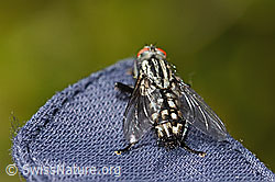 Graue Fleischfliege (Sarcophaga carnaria) (C330204)