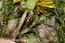 Taraxacum officinale (C330218)