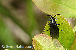 C330229: Berberitzenblattwespe (Arge berberidis) auf Gewöhnliche Berberitze (Berberis vulgaris)
