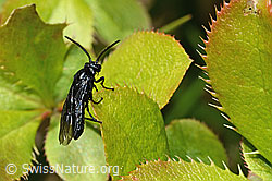 C330233: Berberitzenblattwespe (Arge berberidis) auf Gewöhnliche Berberitze (Berberis vulgaris)
