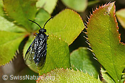 C330235: Berberitzenblattwespe (Arge berberidis) auf Gewöhnliche Berberitze (Berberis vulgaris)