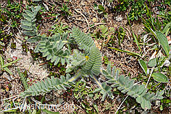 Stängelloser Tragant (Astragalus exscapus) (16.05.2025, C330266)