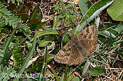 Dunkler Dickkopffalter (Erynnis tages) (16.05.2025, C330275)