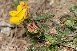 Alpen-Hornklee (Lotus alpinus) (C330293)