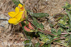 Alpen-Hornklee (Lotus alpinus) (C330295)