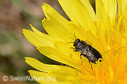 Anthaxia helvetica on Taraxacum officinale (C330340)