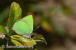 Brombeer-Zipfelfalter (Callophrys rubi) auf Gewöhnliche Berberitzer (Berberis vulgaris) (C330341)