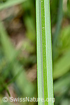 Crocus albiflorus (C330360)