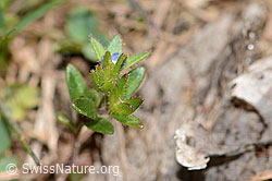 C330378: Feld-Ehrenpreis (Veronica arvensis)