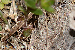 C330379: Feld-Ehrenpreis (Veronica arvensis)