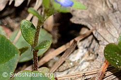 C330380: Feld-Ehrenpreis (Veronica arvensis)