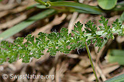 Gemeine Schafgarbe (Achillea millefolium) (C330393)