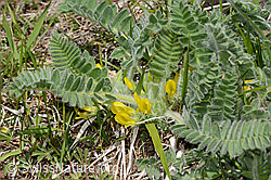 Stängelloser Tragant (Astragalus exscapus) (C330394) Stängelloser Tragant (Astragalus exscapus) (C330394)