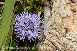 Herzblättrige Kugelblume (Globularia cordifolia) (16.05.2025, C330396)
