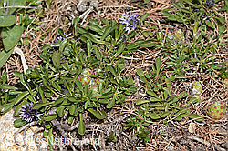 Globularia cordifolia (C330399)