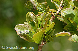 Rhogogaster viridis on Berberis vulgaris (C330402)