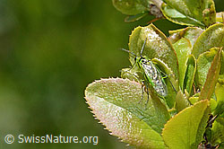 Rhogogaster viridis on Berberis vulgaris (C330404)
