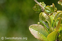 Rhogogaster viridis on Berberis vulgaris (C330405)