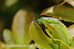 Grüne Blattwespe (Rhogogaster viridis)